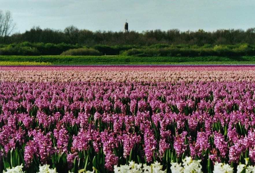 2001 04 28 bollen hyacinthen